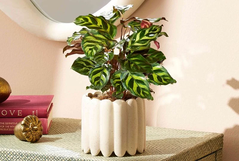 10 Tanaman Tahan di Apartemen Minim Cahaya yang Mudah Dirawat dan Menyegarkan Ruangan 7 Calathea
