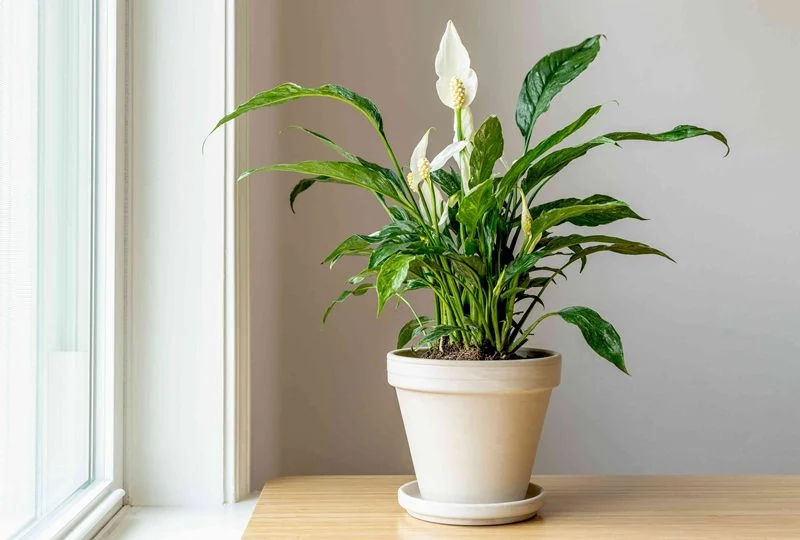 10 Tanaman Tahan di Apartemen Minim Cahaya yang Mudah Dirawat dan Menyegarkan Ruangan 5 Peace Lily