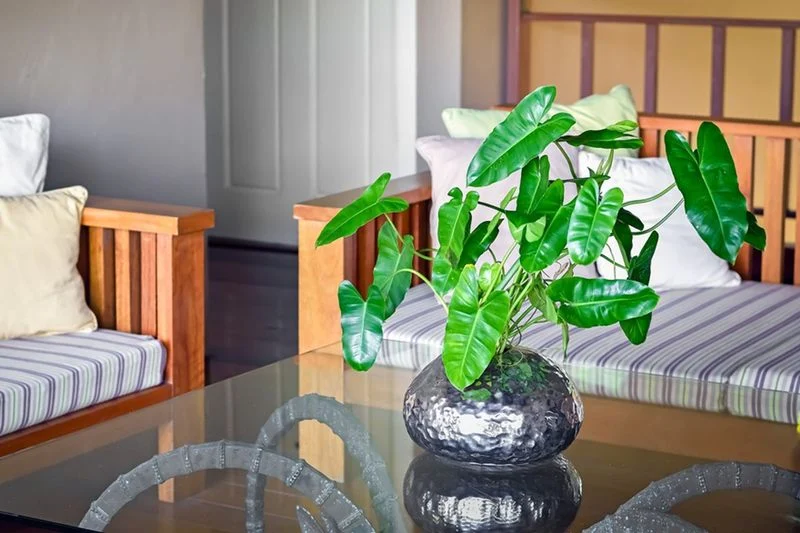 10 Tanaman Tahan di Apartemen Minim Cahaya yang Mudah Dirawat dan Menyegarkan Ruangan 6 Philodendron