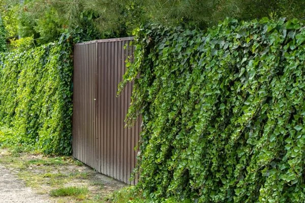 15 Desain Pagar Rumah Minimalis Modern Paling Populer 15 Pagar dengan Tanaman Rambat