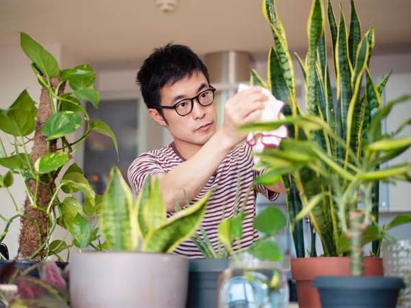 10 Tips Ventilasi Rumah Minimalis Lebih Optimal 6 Tanam Tanaman Indoor yang Bantu Bersihin Udara